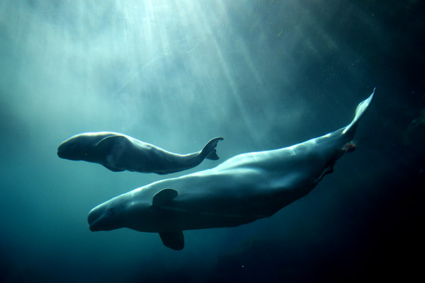 beluga whale calf. Beluga Whale Birth 20090607