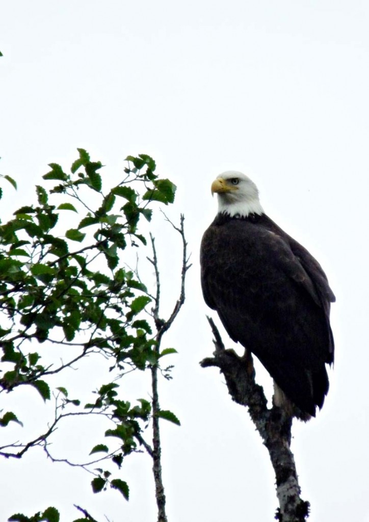 Return to Kitimat